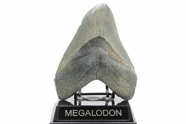 Huge, Fossil Megalodon Tooth - Georgia #332839